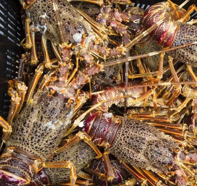 🔥Hot Sale🔥5 lbs Manually Caught Australian Lobster - Guarantee Fresh Taste