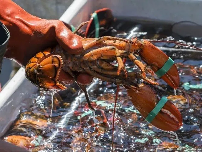 LIVE MAINE LOBSTER - 1.5 - 1.75 LB