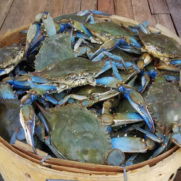 Colossal Jumbo Male Maryland Crabs