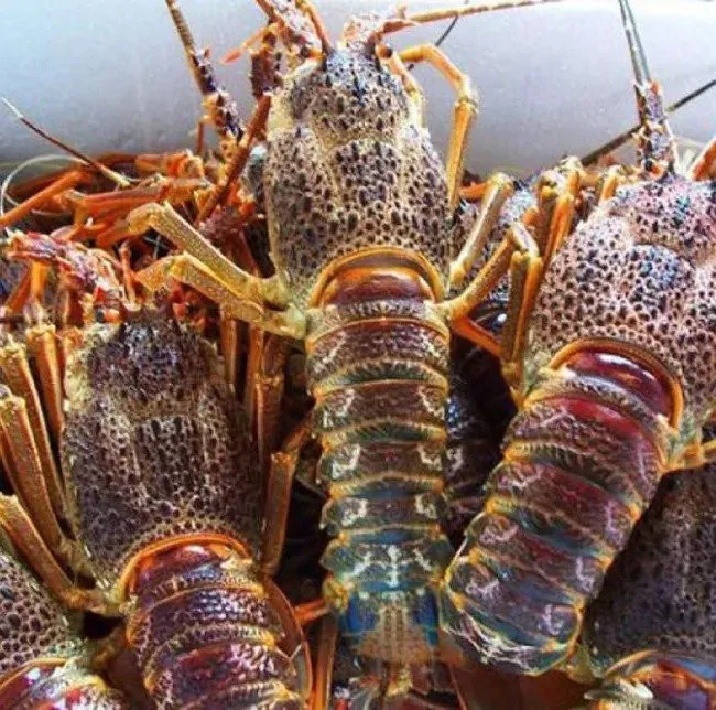 🔥Hot Sale🔥5 lbs Manually Caught Australian Lobster - Guarantee Fresh Taste